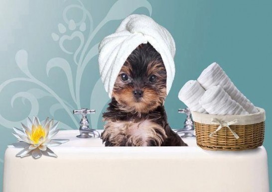 cute-dogs-puppies-spa-Favim.com-928114